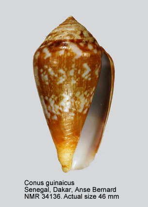 Conus guinaicus (30).jpg - Conus guinaicus Hwass,1792